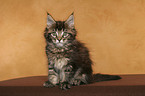 sitting Maine Coon Kitten