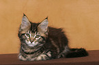 lying Maine Coon Kitten