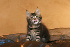 sitting Maine Coon Kitten