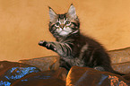 sitting Maine Coon Kitten