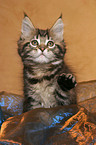 sitting Maine Coon Kitten