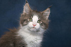 Maine Coon Kitten Portrait