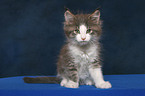 sitting Maine Coon Kitten