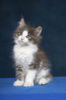 sitting Maine Coon Kitten