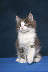 sitting Maine Coon Kitten