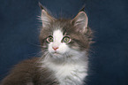 Maine Coon Kitten Portrait