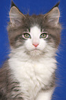 Maine Coon Kitten Portrait