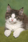 lying Maine Coon Kitten