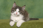 lying Maine Coon Kitten