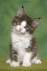 sitting Maine Coon Kitten