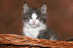 Maine Coon Kitten in basket