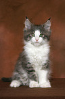 sitting Maine Coon Kitten