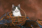 Maine Coon Kitten in basket