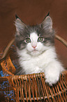 Maine Coon Kitten in basket