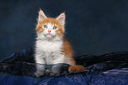 sitting Maine Coon Kitten