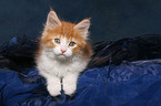 lying Maine Coon Kitten