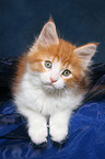 lying Maine Coon Kitten