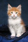 sitting Maine Coon Kitten