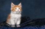 sitting Maine Coon Kitten