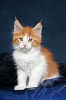 sitting Maine Coon Kitten