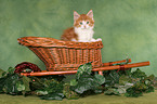 Maine Coon Kitten Portrait