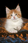 lying Maine Coon Kitten