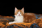 lying Maine Coon Kitten