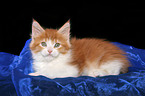 lying Maine Coon Kitten