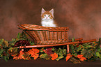 Maine Coon Kitten Portrait