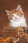 Maine Coon Kitten in basket