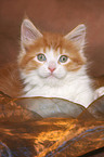 Maine Coon Kitten Portrait