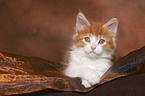 lying Maine Coon Kitten