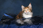 Maine Coon Kitten