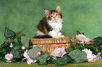 Maine Coon Kitten on chest