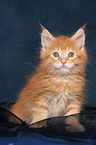 sitting Maine Coon Kitten