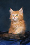 sitting Maine Coon Kitten