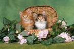 2 Maine Coon Kitten in chest