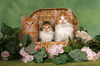 3 Maine Coon Kitten in chest