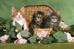 3 Maine Coon Kitten in chest