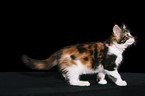 standing Maine Coon Kitten