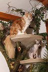 Devon Rex atop of cat tree