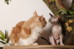 Devon Rex atop of cat tree