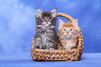 Maine Coon kitten