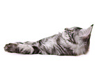 lying Maine Coon kitten