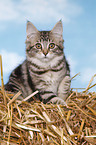 sitting Maine Coon Kitten