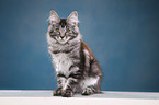 sitting Maine Coon Kitten