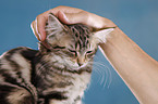 Maine Coon Kitten Portrait