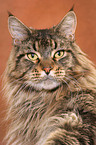 Maine Coon tomcat Portrait