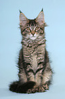 sitting Maine Coon Kitten