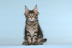 sitting Maine Coon Kitten